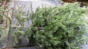 Limerick householders urged to recycle their Christmas trees