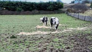 Horses removed from field near Limerick town after care order is served