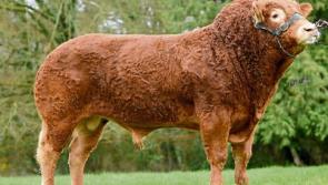 Bull bought by Limerick man has over €1 million in semen sales