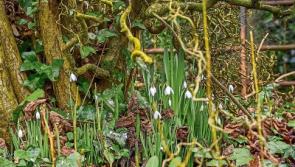 Out in the Open: The man who has Sonny’s ear (and how he got it)