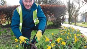Blooming wonderful – daffodils aplenty in Limerick city