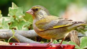 Wild About Wildlife: Bird song of early spring