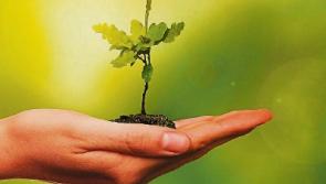 Then & Now: Why not plant a tree this week?