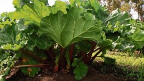 All about food: 'Ready for rhubarb' - Ginger Girl