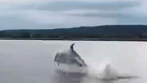 WATCH: Dolphins make a splash in Limerick