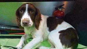 Gardai warn dog owners of theft as prices for animals 'soar'
