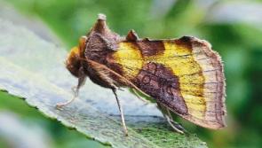 Wild About Wildlife: Finding emeralds at the end of July - Albert Nolan