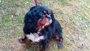 Nine ‘stolen’ dogs located in Limerick town remain in garda custody