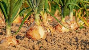 Green Fingers: Late summer means harvest time - James Vaughan