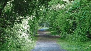 Wild About Wildlife: Bathing in forests connections - Albert Nolan