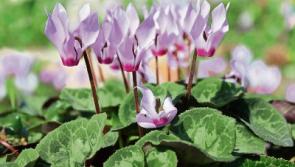 Green Fingers: Signs winter is just around the corner - James Vaughan