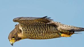 Bird with avian flu taken to Limerick veterinary laboratory