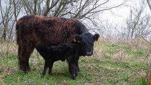 Wild About Wildlife: Discovering nature with Cappamore Youth Club