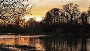 Wild About Wildlife: January, time to start in the garden