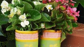 Green Fingers: Getting ready for a blooming good summer