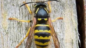 Wild About Wildlife: Pottering around in the polytunnel