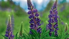 Green Fingers: Perennials pack a punch year after year
