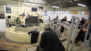 Limerick farmers 'back in the ring' as restrictions ease