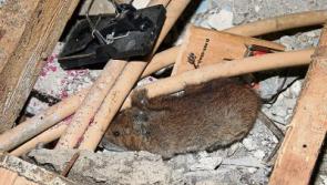 Limerick Council urged to keep rodents away from derelict homes