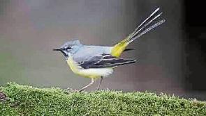 Wild About Wildlife: Nature peaks as summer fades