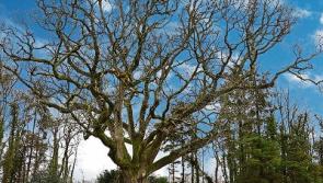 Wild About Wildlife: The secrets of the Oak Woods