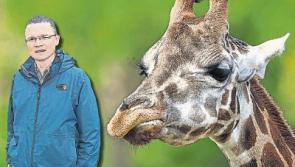Limerick Minister not hiding in the long grass over Serengeti and giraffe comments
