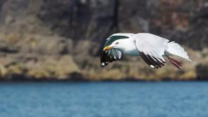 Wild About Wildlife: In fairness the gulls were here first