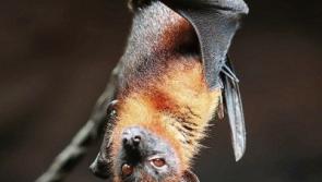 Wild About Wildlife: Car-based bat survey goes the extra mile