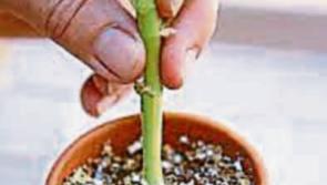 Green Fingers: Cuttings: Something from nothing