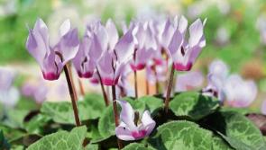 Green Fingers: Getting to grips with winter containers