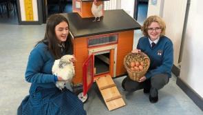 BTYSE: Limerick pupils discover that chickens coming come home to roost is not that bad