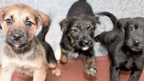 Puppies bred for Christmas are being dumped in County Limerick