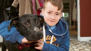Limerick vet fears dog suffered suspected badger attack