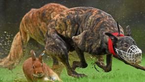 Prestigious Coursing event the Irish Cup in Limerick this weekend