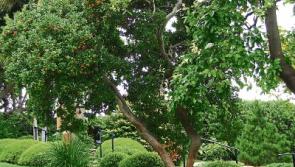 Get planting for National Tree Week