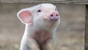 Silk purse from sow's ear in the case of one local farm dynasty