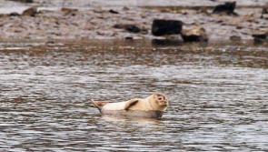'Sergio the sunbathing seal' takes a trip to Corbally's waterways