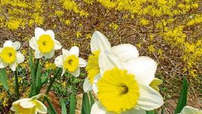 Yellow is the colour this spring