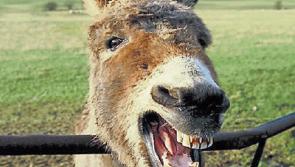 Castlemahon wild ass was small in size but evil in temper