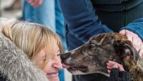 Buona fortuna: Limerick charity rehomes 160 dogs in Italy