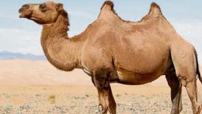 Some people getting the hump over final resting place of camel