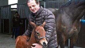 Limerick stud farm owner follows route of Genghis Khan
