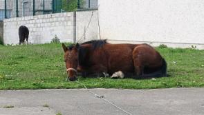 Massive horse cull in Limerick city