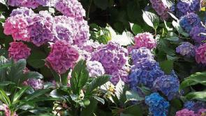Tackling the popular hydrangea