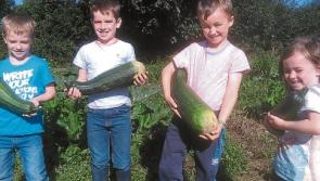Green-fingered Limerick farmer is a dab hand at courgettes