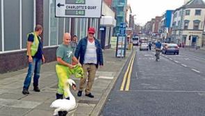 Swanning around: Limerickwoman's pic goes viral