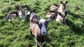 'Adventurous' Limerick goat adopted by adoring Alsatians
