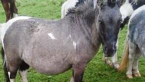 Calls to 'speed up' horse project in Limerick