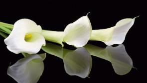Deaths in Limerick - November 14, 2016