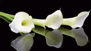 Deaths in Limerick - November 29, 2016